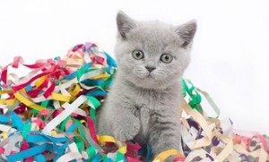 Котенок британец. Котенок голубой британец. Голубые британские котята. Котята голубого окраса              